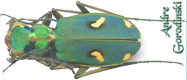 http://www.gorodinski.ru/cicindela/Homodela ismenia.jpg